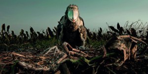 shoebill_p73_cropped