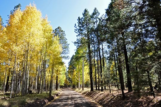 Image by Coconino National Forest