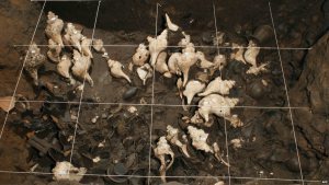 Conch shells and pots