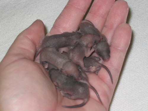rsvstks baby mice