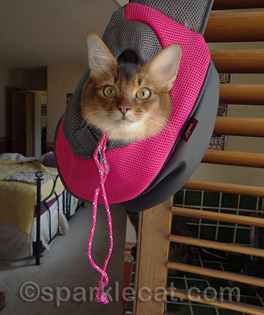 Let me out - I want to explore!