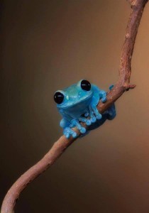 little blue frog