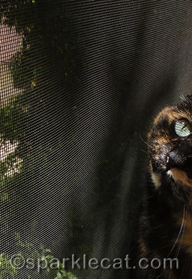 Binga by the windowscreen