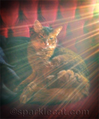 Afternoon Rays