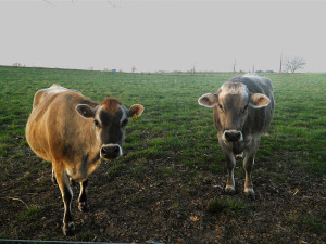 cows