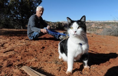 cat-hiking