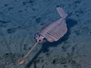 Opabinia from the Burgess Shale