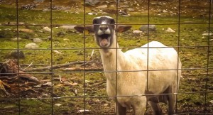 lambscreaming