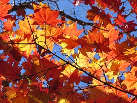 The momiji are truly spectacular, with many varieties showing off the whole spectrum of leaves from yellow to red.
