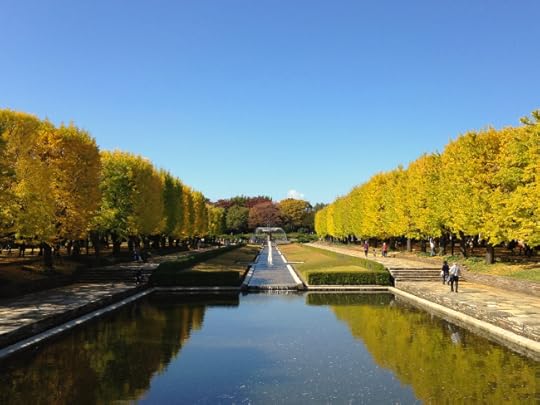 This gorgeous promenade of gingko trees hits it's peak after the Japanese maples, around mid-November.
