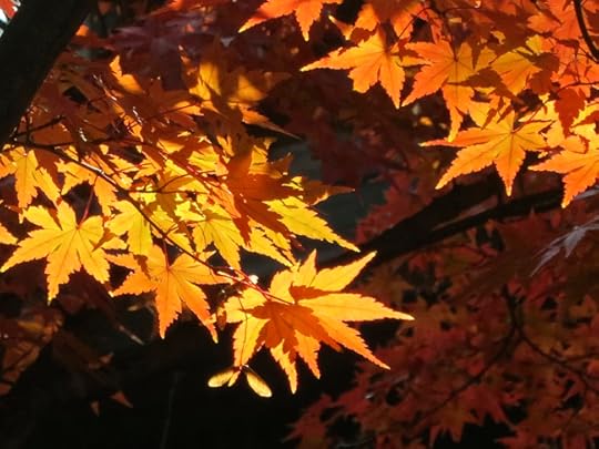 The momiji here turn very satisfying colors of red and orange.