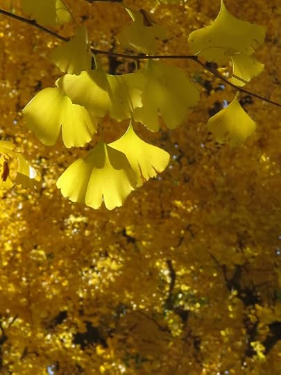Gingko leaves at their peak, at Ichou Namiki