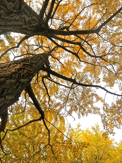 Towering gingko trees are bright yellow, starting in mid-November.