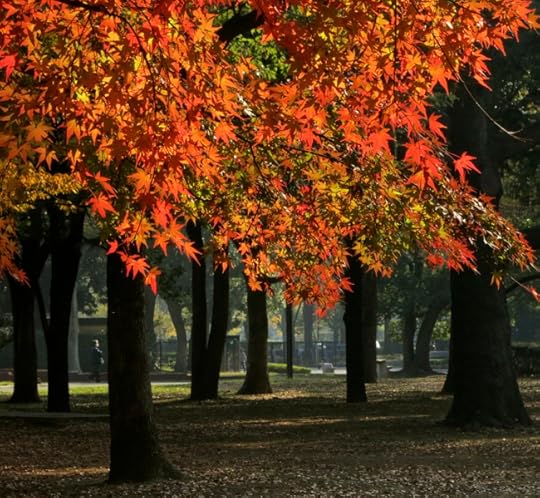 The trees at Yoyogi Park are big, so you can really feel like you're walking through a forest of yellow and red.