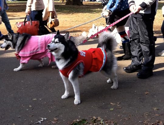 Bonus entertainment: Yoyogi Park is home to all kinds of free entertainment every Sunday afternoon, from rockabilly dancing to traditional rakugo to the local husky club dressed in manga schoolgirl uniforms.