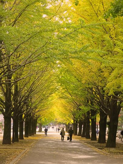 This promenade of gingko trees is quite majestic, and extends for several blocks in mid to late-November.
