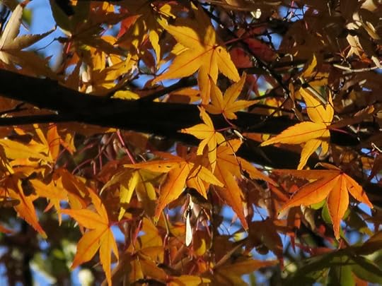 Maples of every color surprise you in each of the sub-gardens.