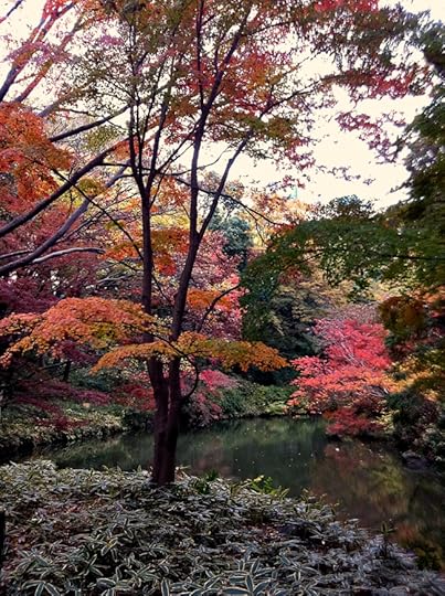 Maple trees flame in all colors of the rainbow in late November.
