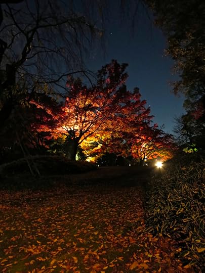 Bonus attraction: From the third week in November through the first week in December, the garden is lit up at night until 9:00 for your leaf-viewing pleasure.
