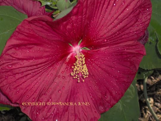 Hardy Hibiscus