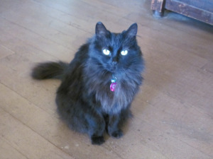 ce-cc-cp TINKERBELLE