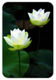 images-lotus-free-images.gatag