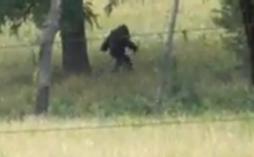 kansas-bigfoot-picture-102011d-254x157