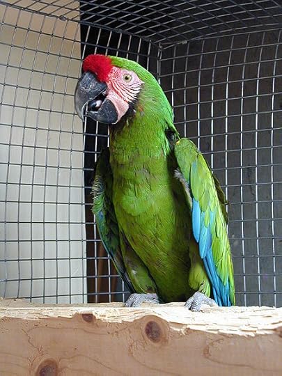 File:Ara ambiguus -captive-8a.jpg
