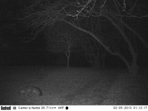 Mr Fox on a Midnight Stroll