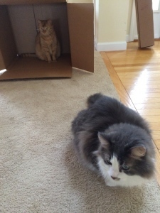 I hate it when my brother just invites himself over. I will need to disinfect the place. 