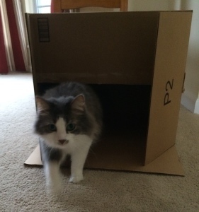 UGH! It still smells like Morris. I'd better let it air out. 