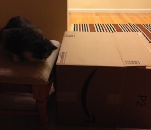 Here I am inspecting my roof and the adjoining terrace. 