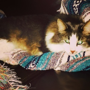 The heinous creature disturbs my naps. She shall perish for this!