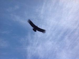 Condors over Colca Canyon