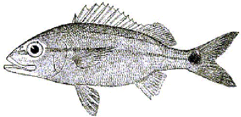 Scudder's fish.