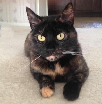 tortoiseshell-cat