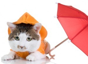 cat in the rain with umbrella