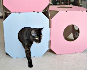 Cattystacks