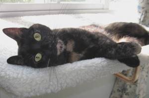 Ruby_cat_window_perch