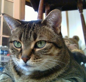 tabby_cat
