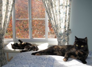 Allegra, Ruby and the maple tree