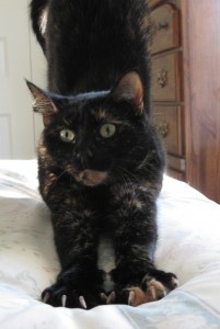 cat_stretching