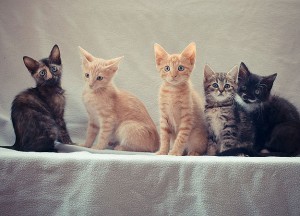 Animal Planet Kitten Cam stars