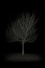 night tree