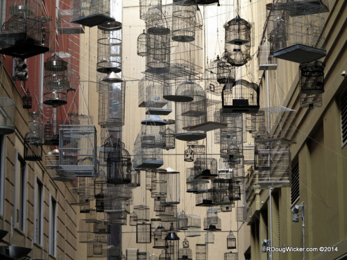 Birdcages Redux