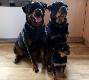 mime-attachment (19)