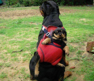 mime-attachment (20)