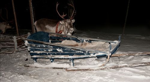 Reindeer