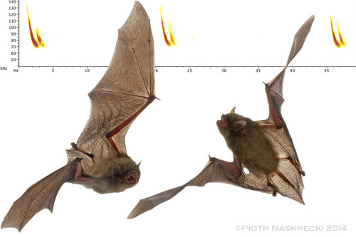 Banana bats (Neoromicia nana) are tiny, insectivorous bats. Their name comes from the preferred roosting habitat of this species – furled leaves of banana plants.