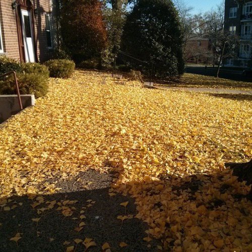 ginko butterfly
